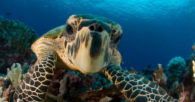 Why Sea Turtles Are Hatching in Brazil During the Coronavirus Lockdown