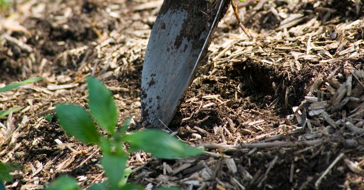 what to do with dog poop in yard