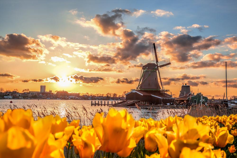 Windmill in a field of flowers