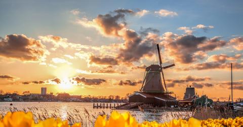 Windmill in a field of flowers