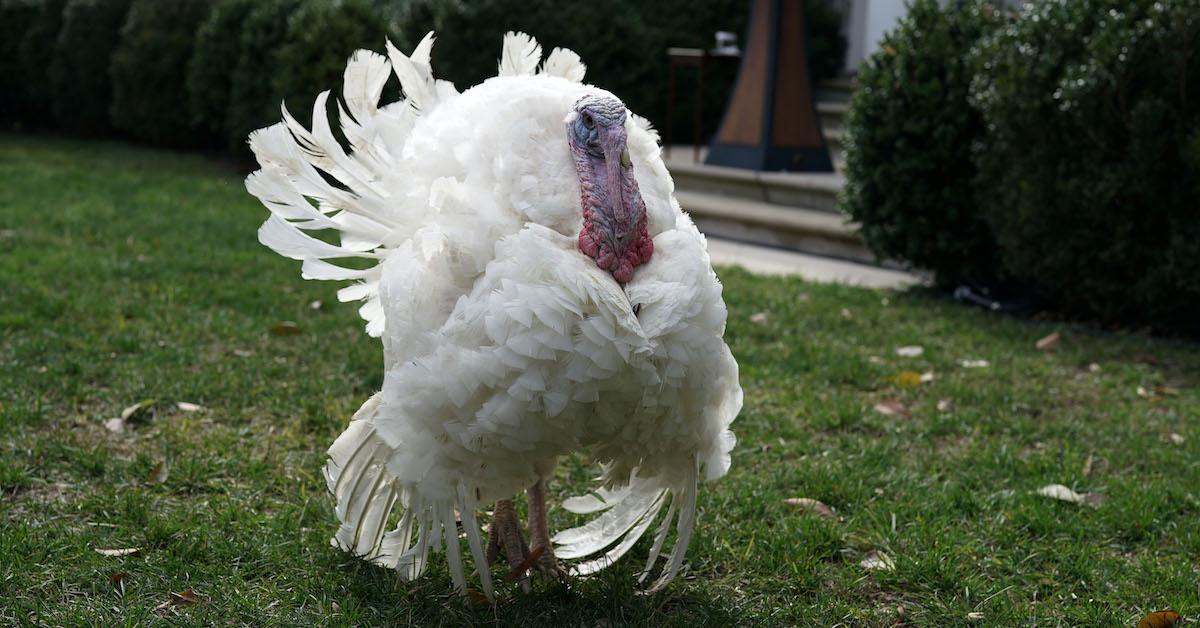 White turkey on White House lawn