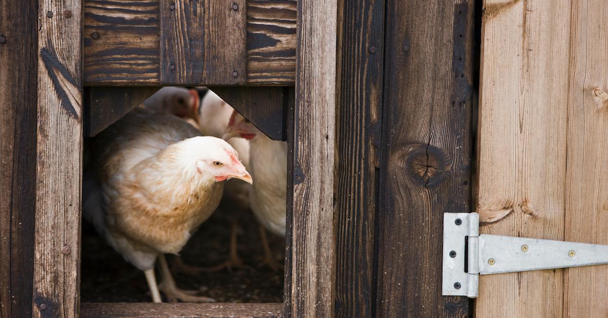 How to Keep Backyard Chickens, for a Sustainable Addition to Your Home