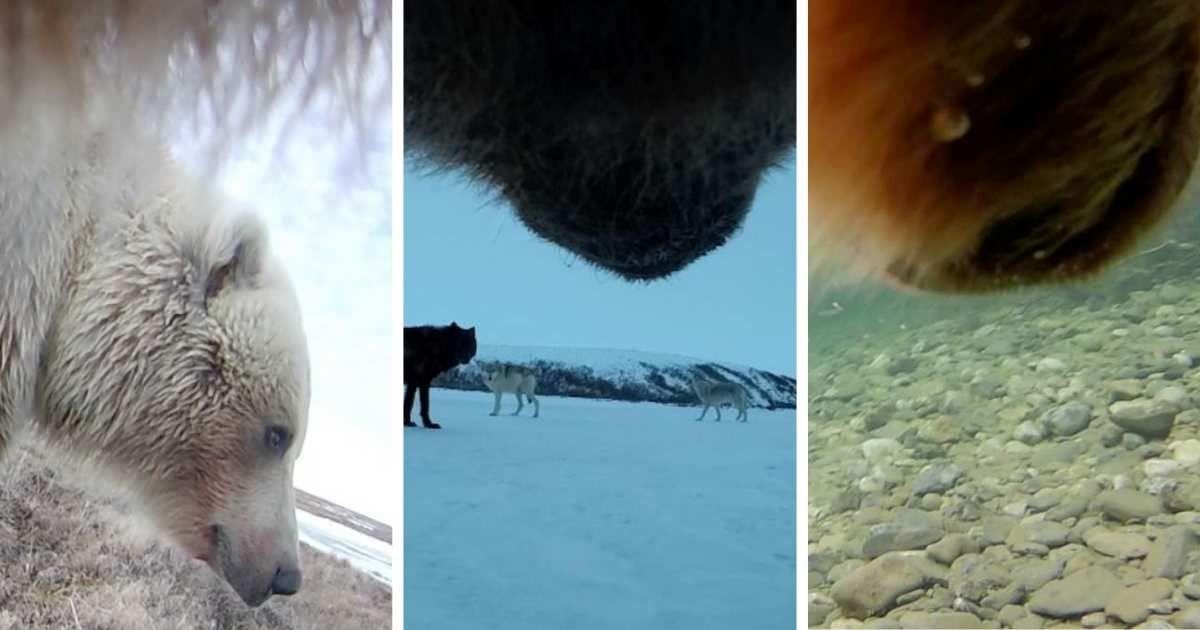 Footage from a bear collar. (Cover Image Source: WSU)