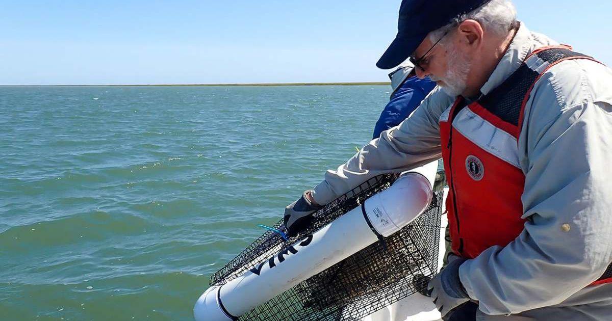 Researchers deploy a floating cage containing one of the experimental groups of juvenile crabs and oysters. (Cover Image Source: W&M’s Batten School & VIMS | Photo by Lyndsey Smith)
