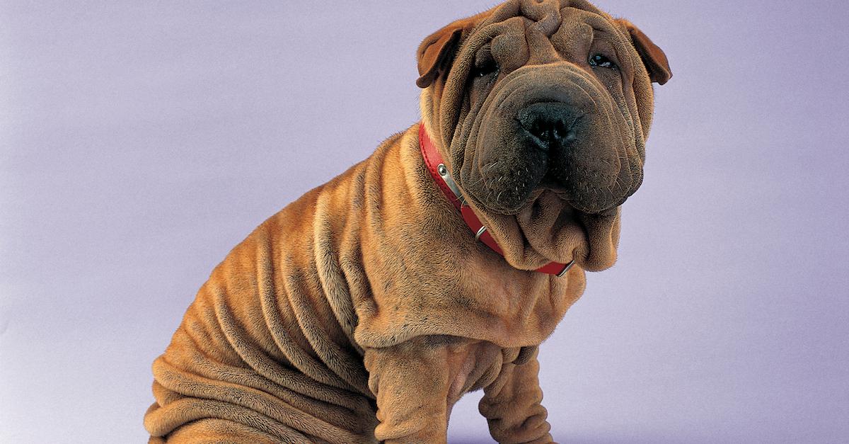 Shar Pei