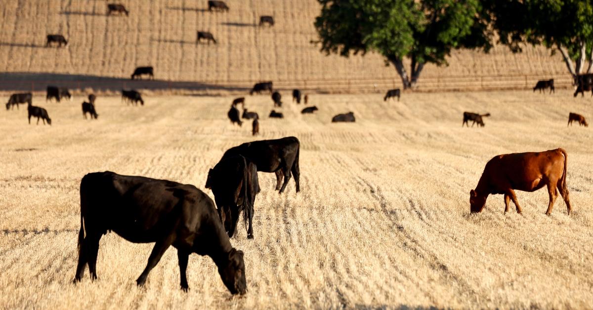 Cows in a field. 