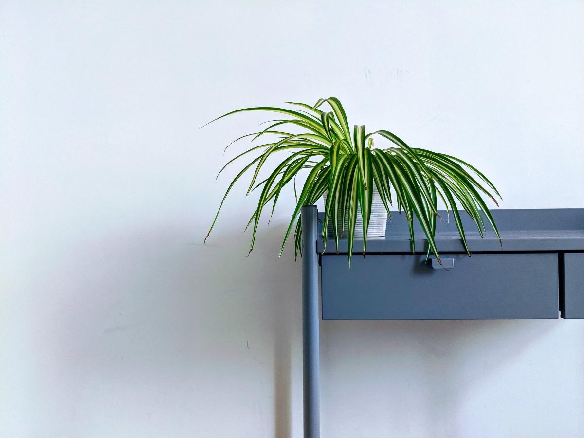 Spider plant sitting on blue shelf