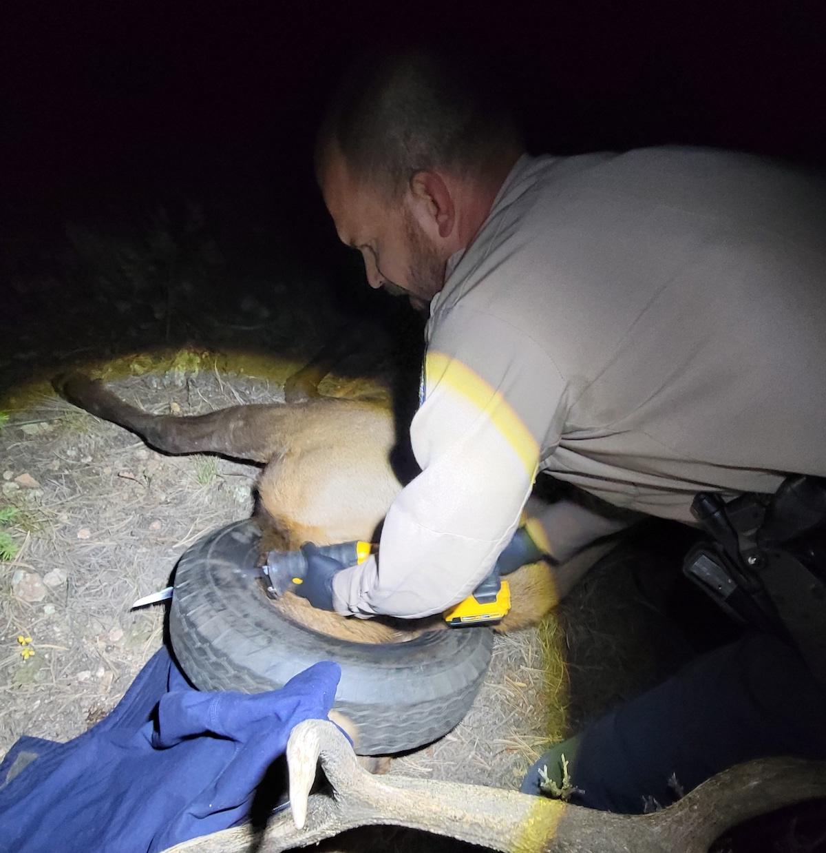 Elk With Tire Around His Neck