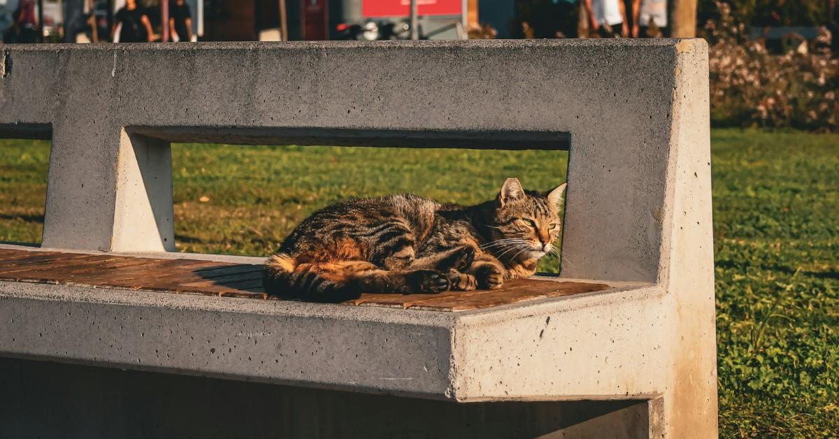 A tabby cat lays on a bench in a public park