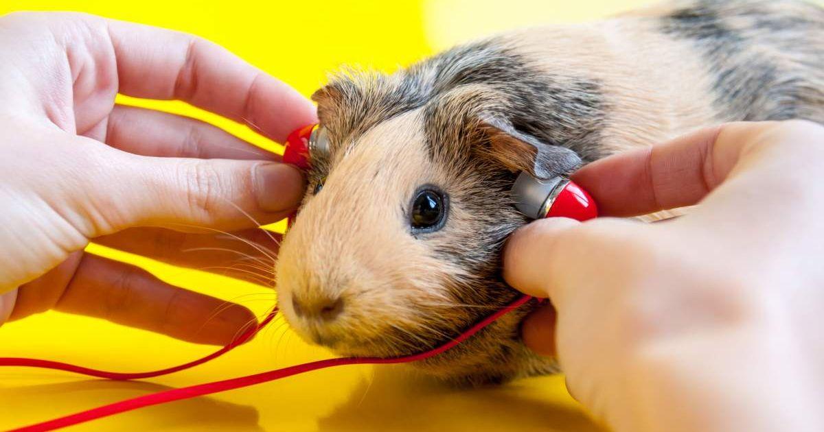 A guinea pig listening to music. (Representative Cover Image Source: Getty Images | PROMT8)