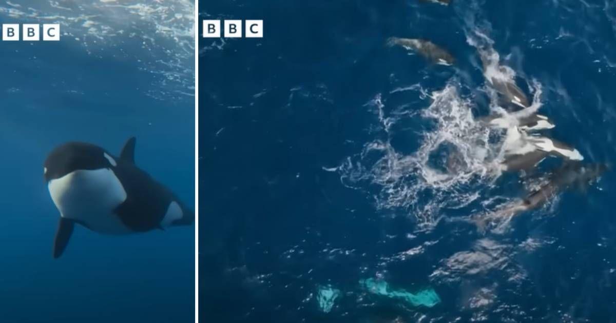 A pod of orcas on a hunting trip (Cover Image Source: YouTube | @BBC)