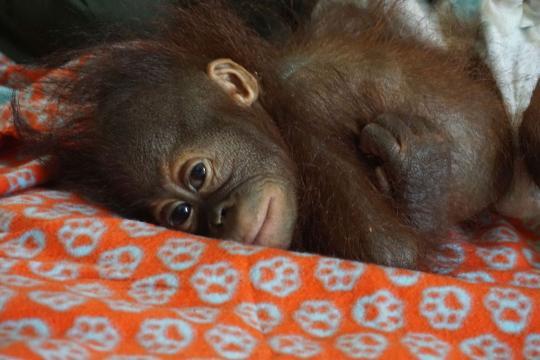 orangutans enemies are who