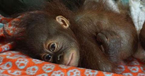 babyorangutan