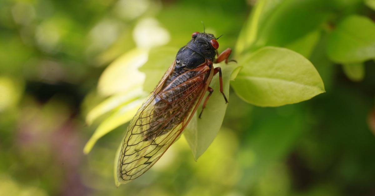 Cicada on a leaf