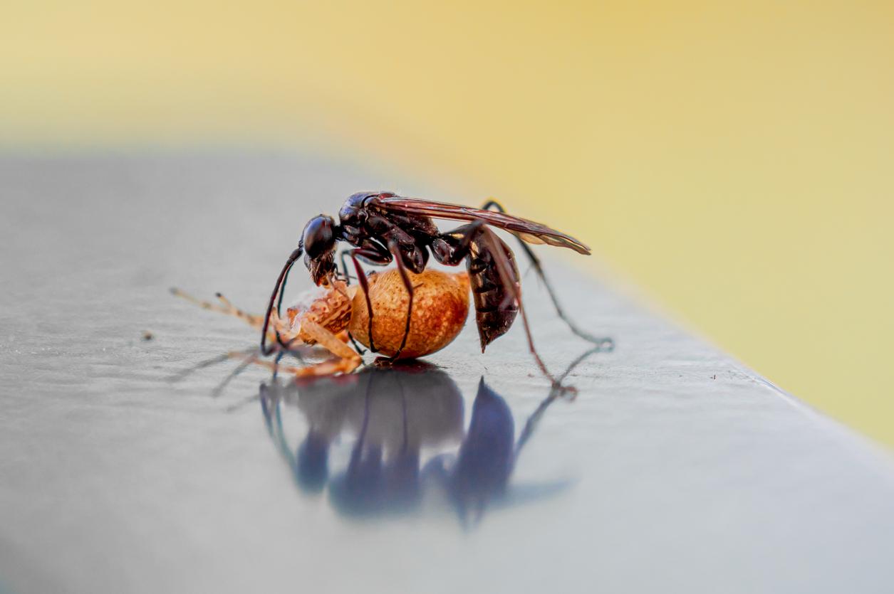 Wasp hunting a spider.