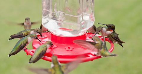 Hummingbirds perch and drink from a red bird feeder.