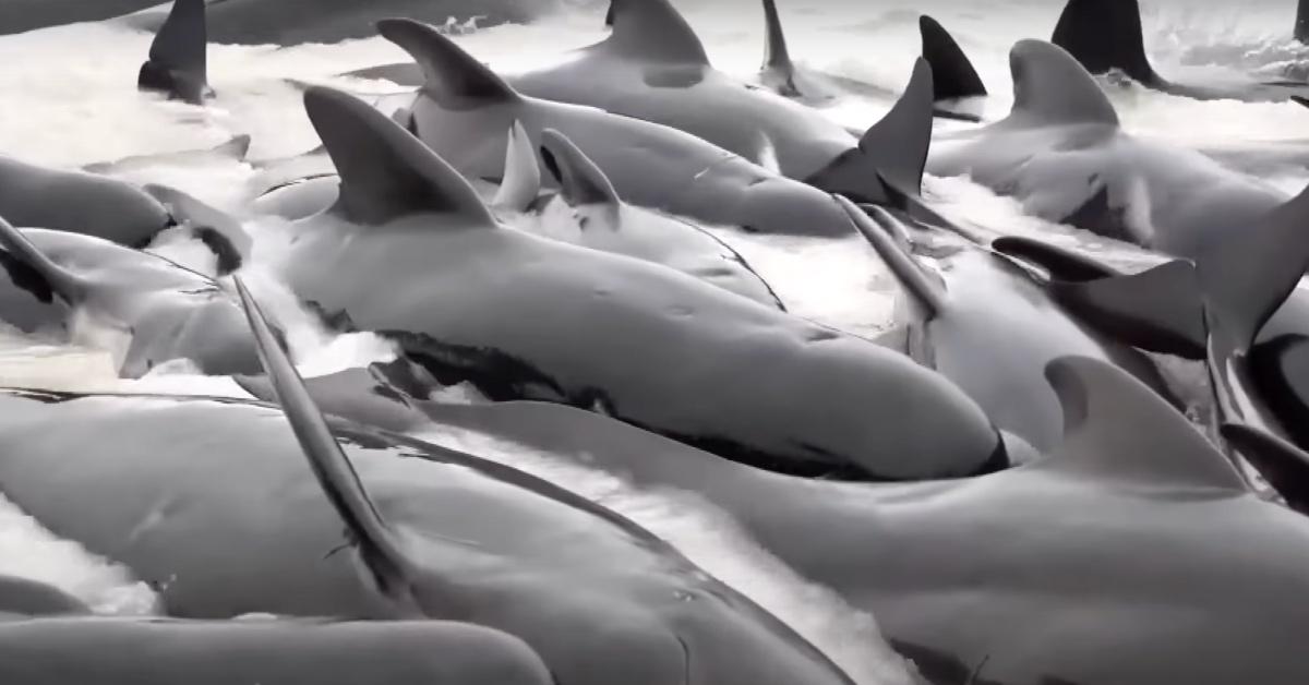 Still from a video of pilot whales in a pod stranded on Cheynes Beach in Australia.