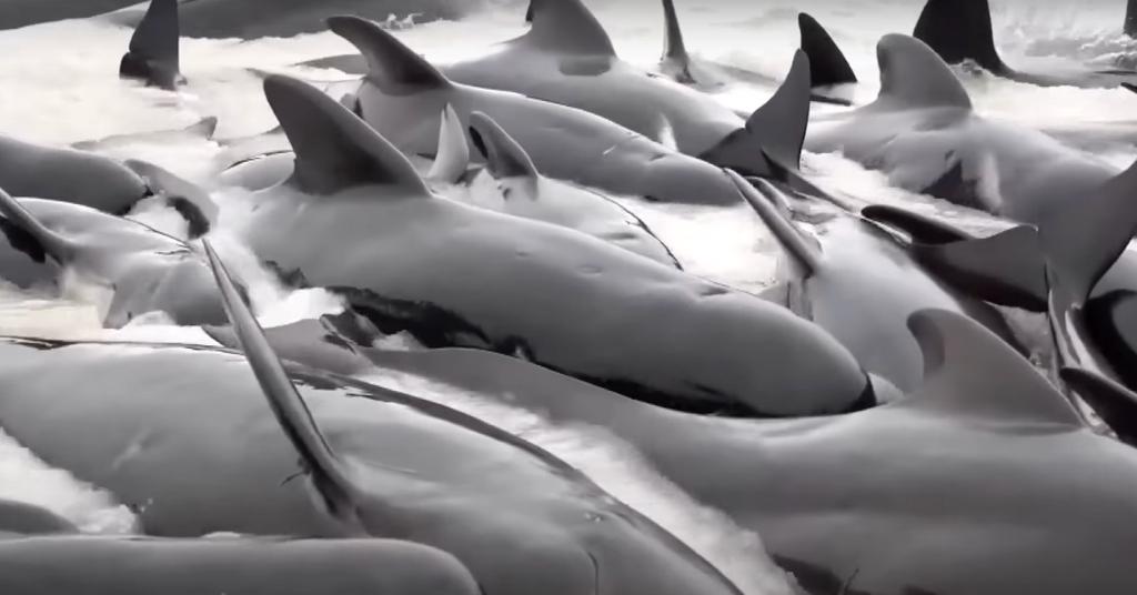 Almost 100 Pilot Whales Were Stranded on an Australian Beach