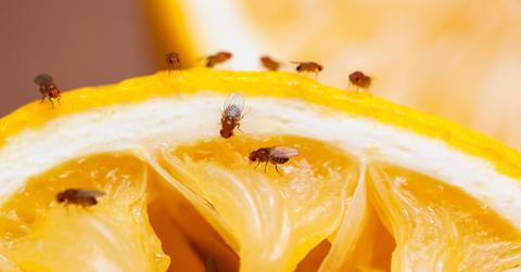 how to get rid of fruit flies