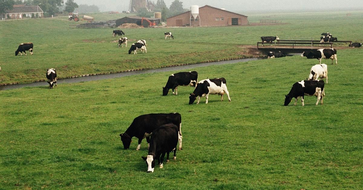 Cows grazing.