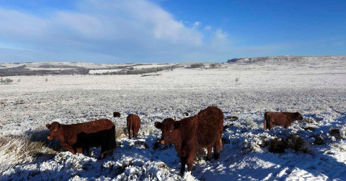 Cows grazing in winter in Big Moor, Derbyshire (Representative Cover Image Source: Getty Images | Dave Porter Peterborough)