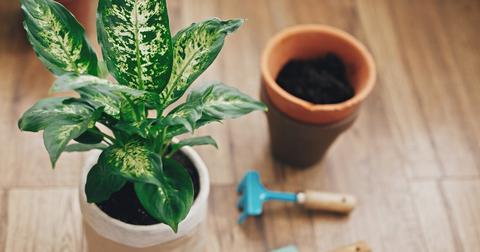 dieffenbachia and dogs