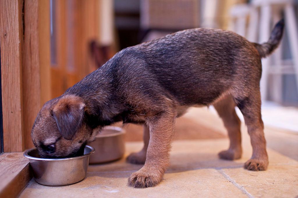 A 10-week-old puppy eats from a dog bowl.