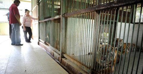 Indonesian Death Zoo