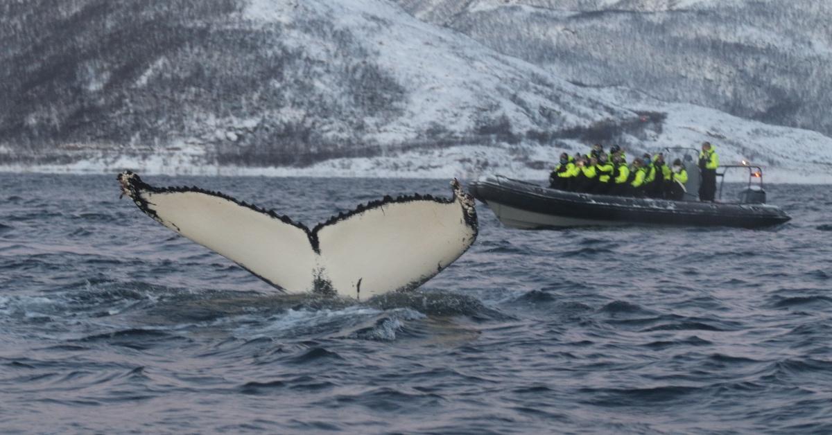 Orca whale spotting by researchers on a boat. 