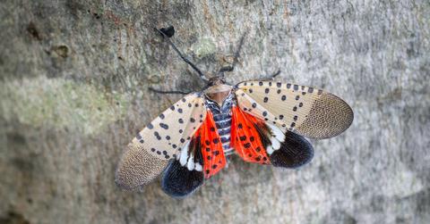 Lanternfly