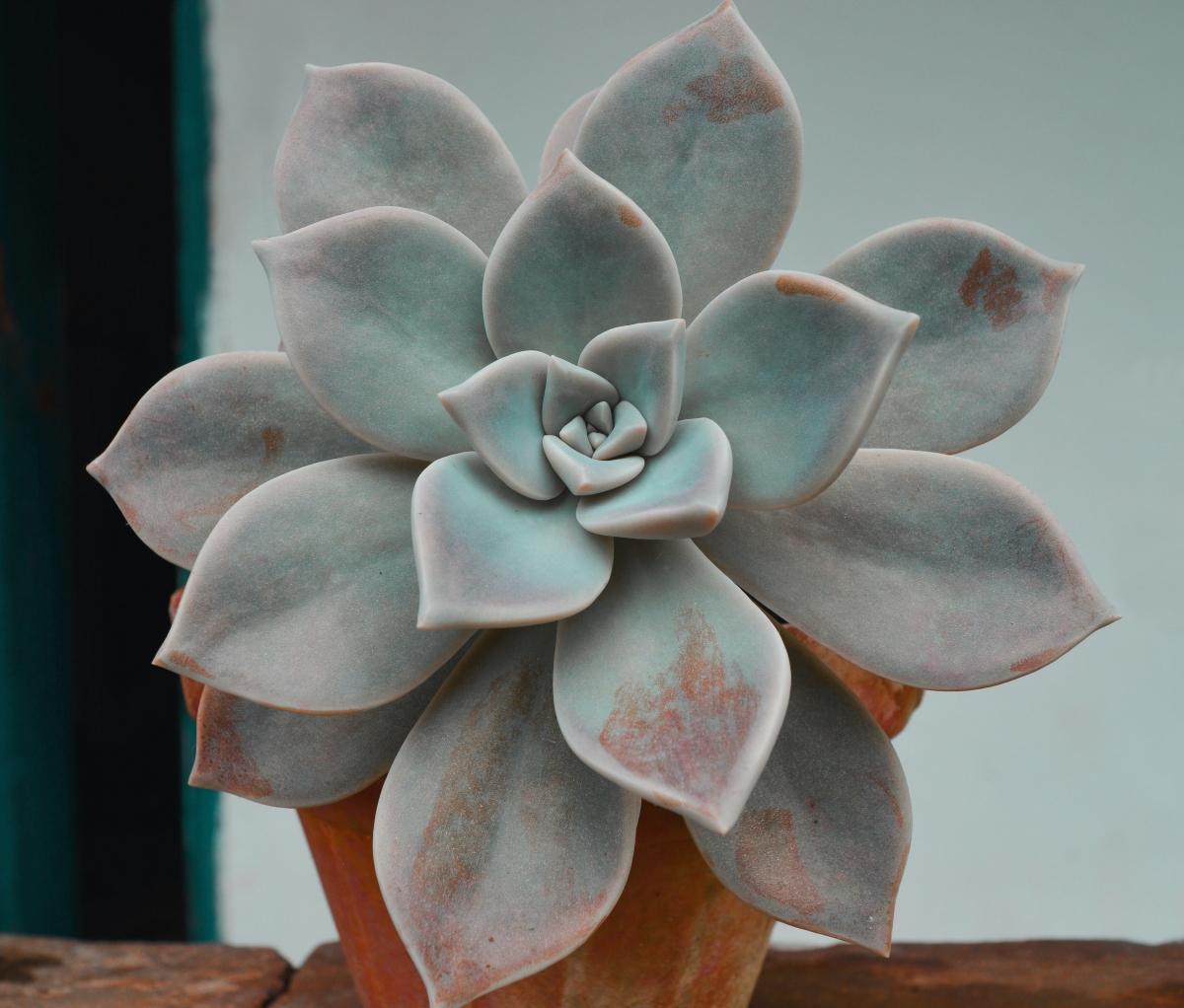 greenish succulent plant