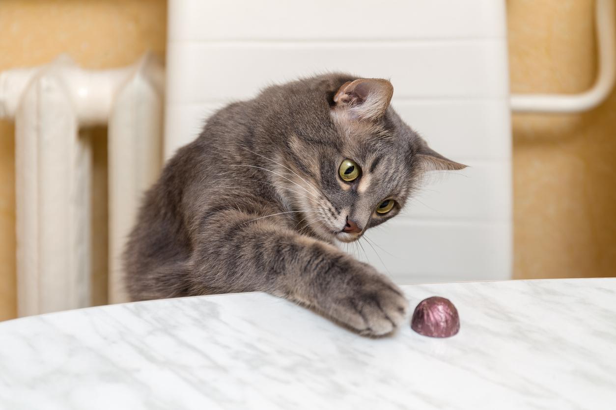 A curious gray cat positions her paw on a kitchen table to knock off a piece of candy.