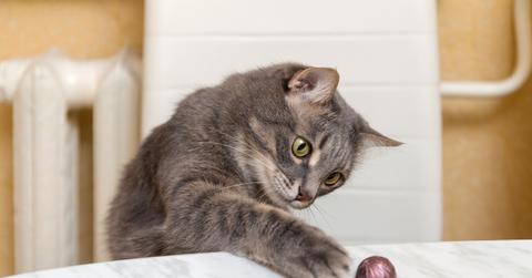 A curious gray cat positions her paw on a kitchen table to knock off a piece of candy.