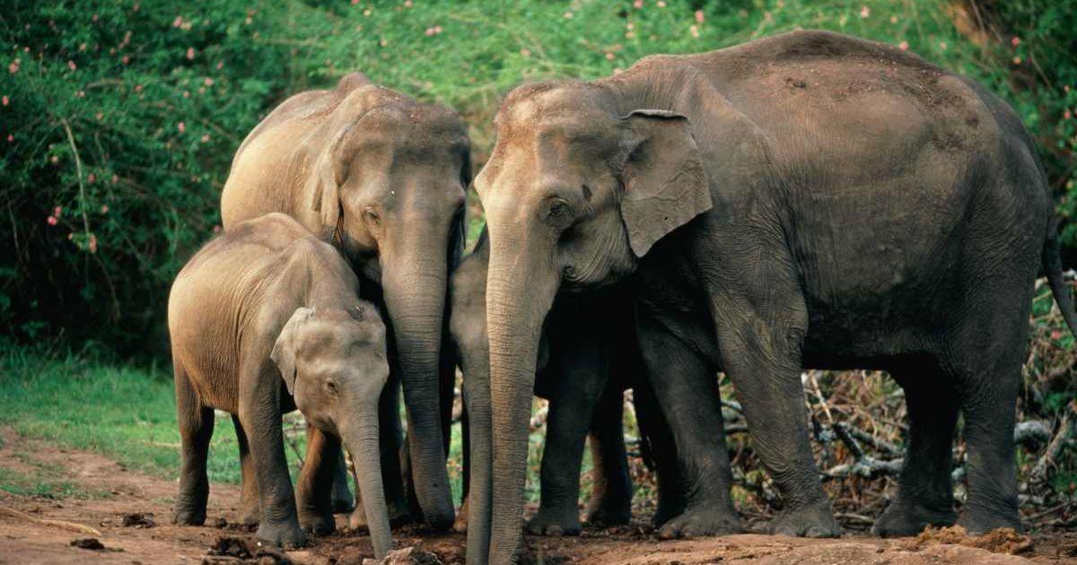 A herd of elephants huddled up in the wild. (Representative Cover Image Source: Getty Images | Manoj Shah)