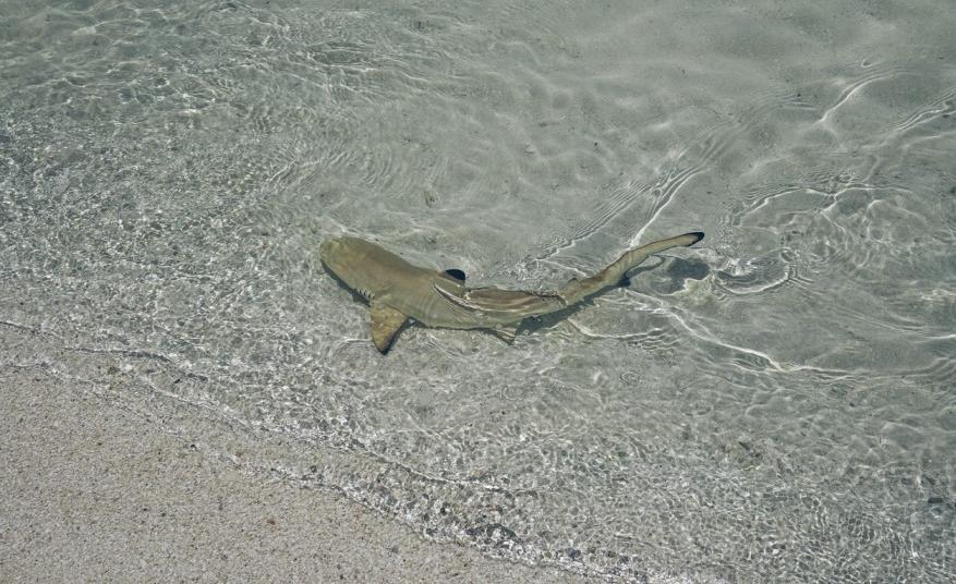 Why Are Sharks Coming Closer to Shore? Let's Break It Down