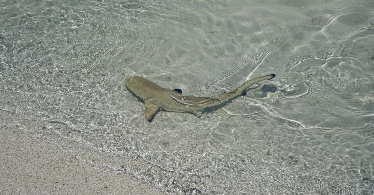 Why Are Sharks Coming Closer to Shore? Let's Break It Down