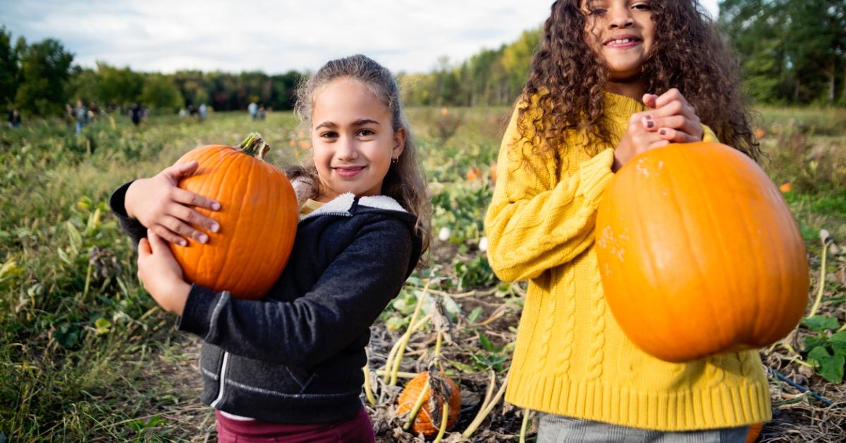 two little girls picking pumpkins in field picture id