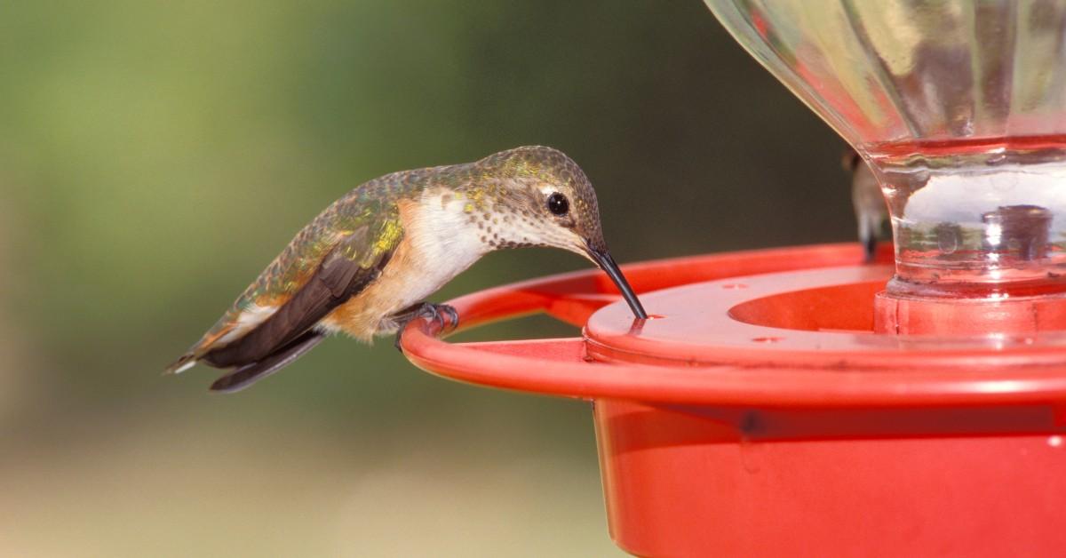 Hummingbird at a feeder