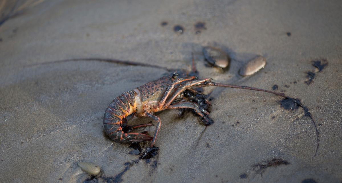 Shrimp killed by oil spill