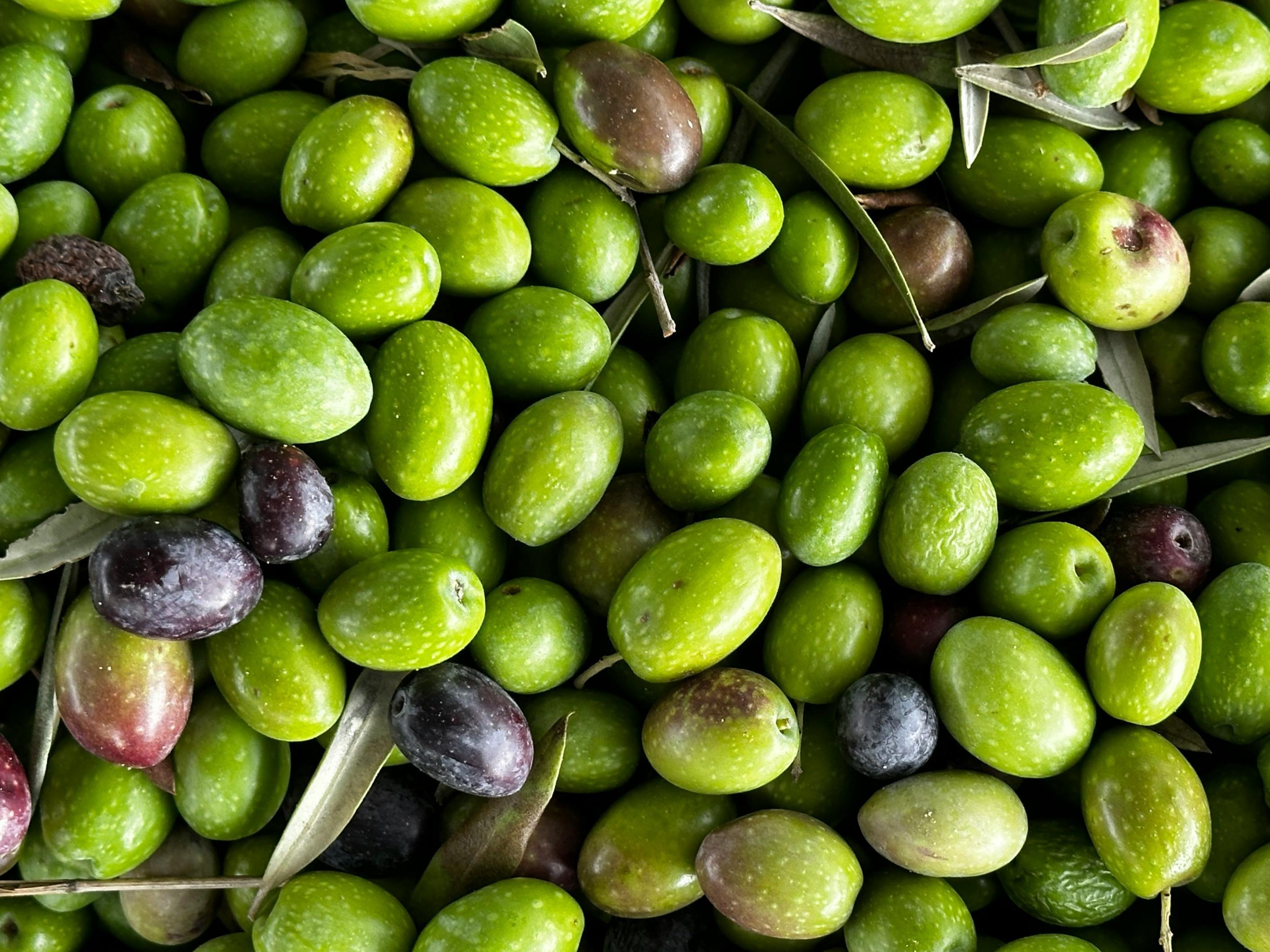 A collection of green olives with vine leaves appear in a factory before being processed into olive oil.