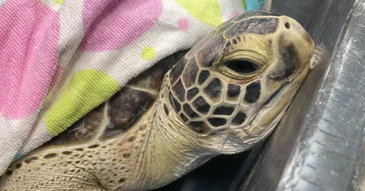 Turtles rescue online mission