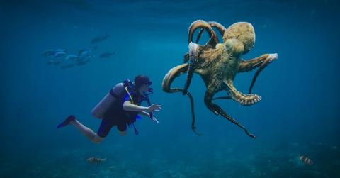 A diver has an encounter with a huge octopus deep under the sea. (Representative Cover Image Source: Pixabay | Dieterich01)