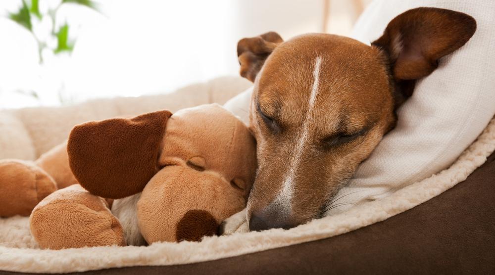 A dog cuddled in a dog bed with a dog plushie. 