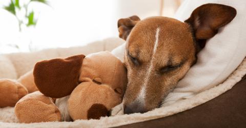 A dog cuddled in a dog bed with a dog plushie.