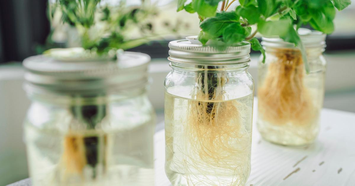 Three glass jars with plants growing in water