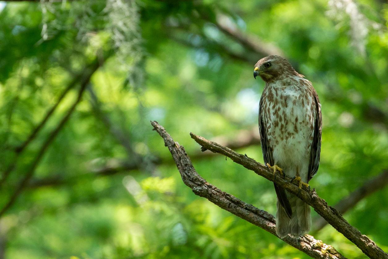 A red-shouldered hawk appears perched on a tree branch.