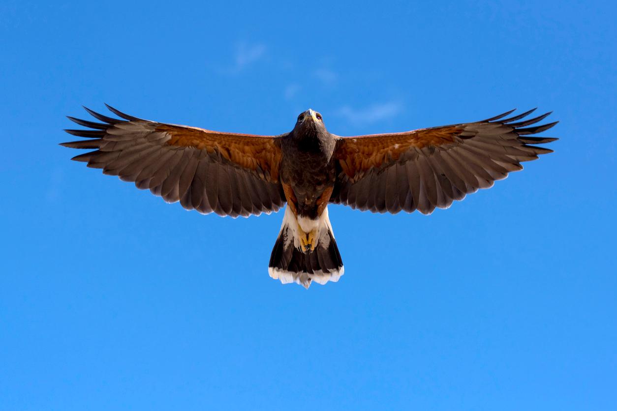 A hawk appears to take flight through the sky with the hawk's wings spread wide.