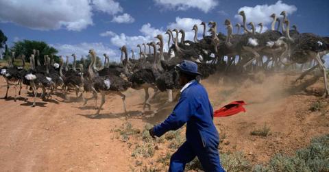 An ostrich farm, where tourists try to ride and catch ostriches.. (Representative Cover Image Source: Getty Images | Gideon Mendel)