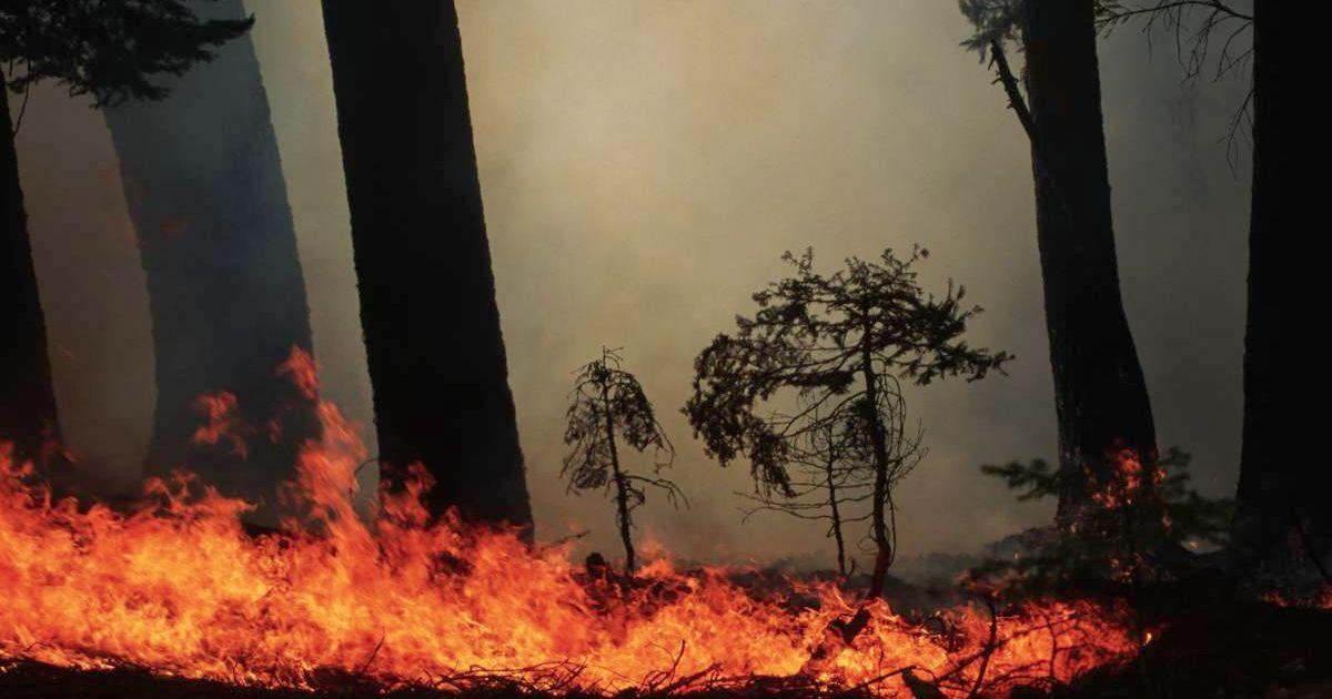 Prescribed fire in a forest (Representative Cover Image Source: Getty Images | Raymond Gehman)