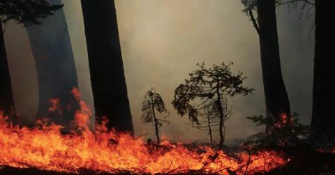 Prescribed fire in a forest (Representative Cover Image Source: Getty Images | Raymond Gehman)